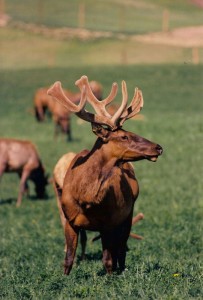 Velvet Elk Antler